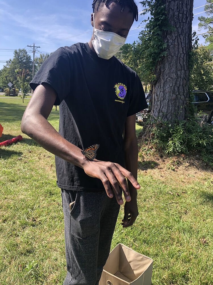 Butterfly tagging